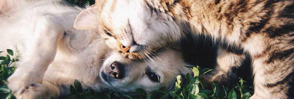 Cremazione Animali Domestici a Roma